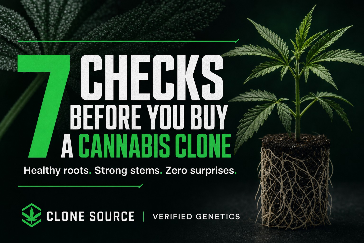 How to Choose a Cannabis Clone Nursery: 10 Questions to Ask Before You Buy
