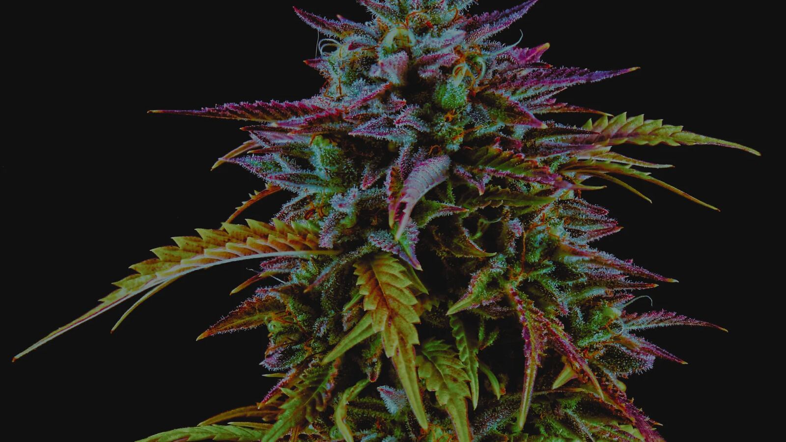 Section 781 and Cannabis Clones — What the November 2026 Deadline Means for Growers
