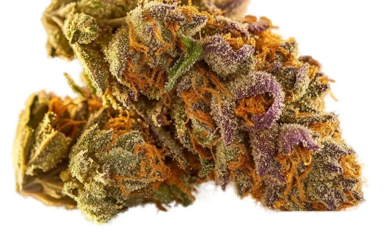 Biscotti OG cannabis clone