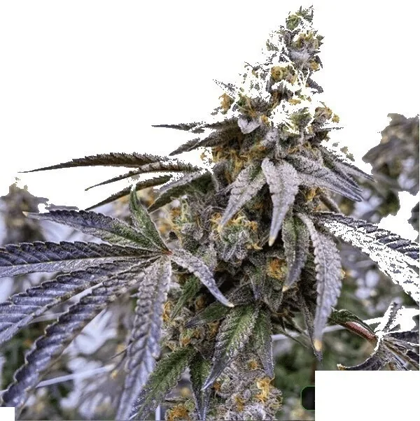 Blueberry Gary #1 cannabis clone