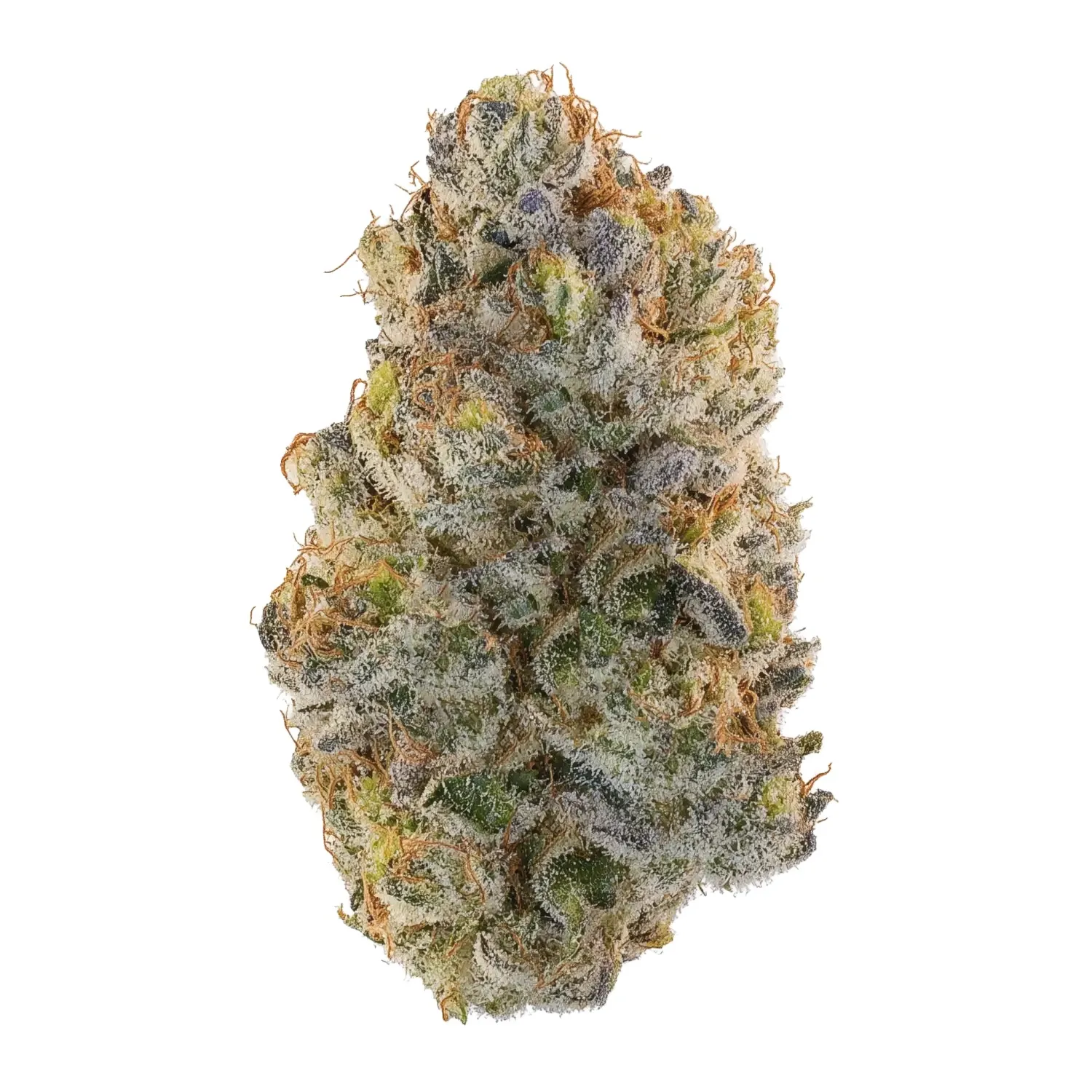 Blueberry Gary #12 cannabis clone