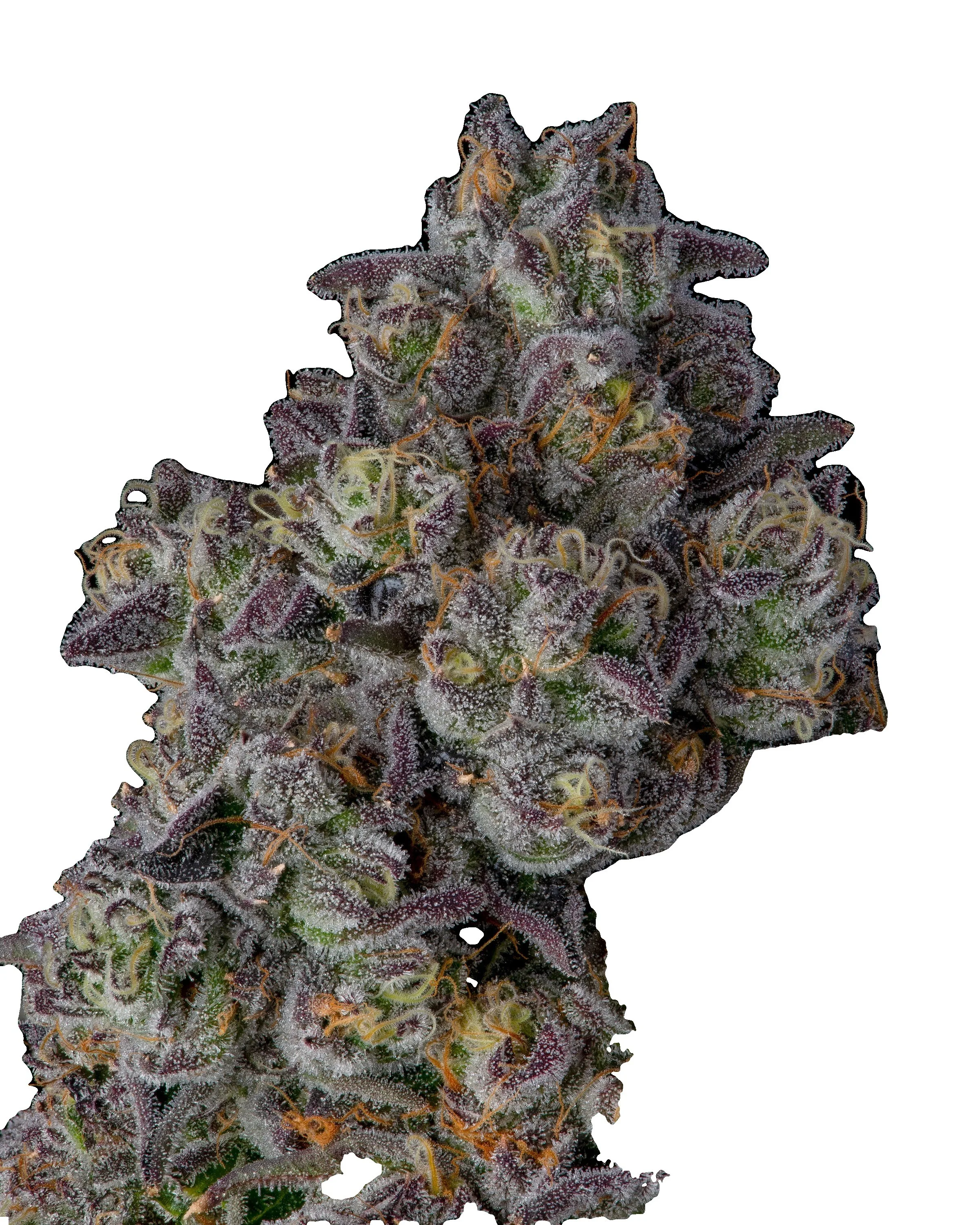 Candy Bezels cannabis clone