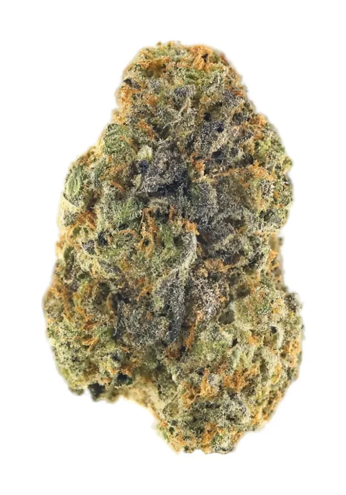 Candy Cartel #5 cannabis clone