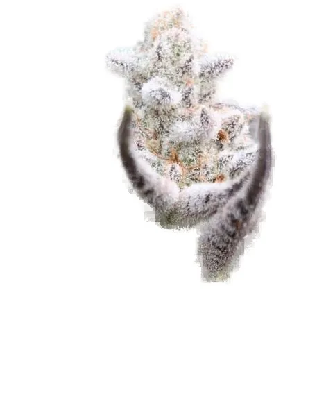 Chimera #3 cannabis clone