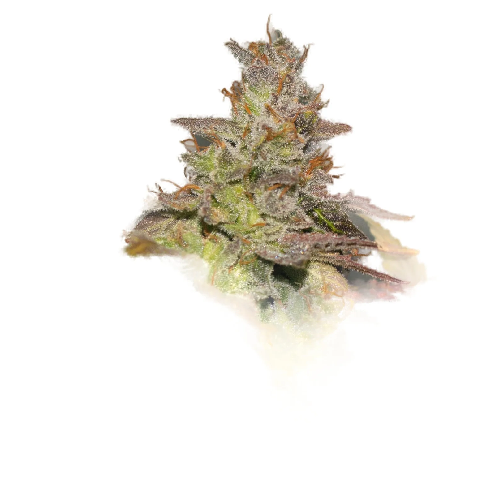 Cthulhu cannabis clone
