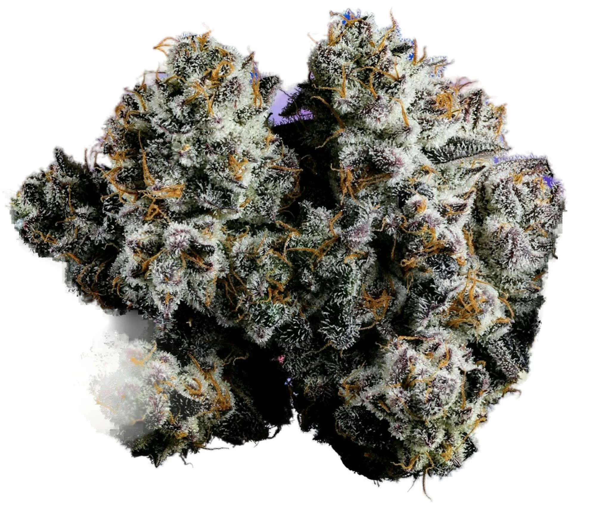 Deep Space #2 cannabis clone