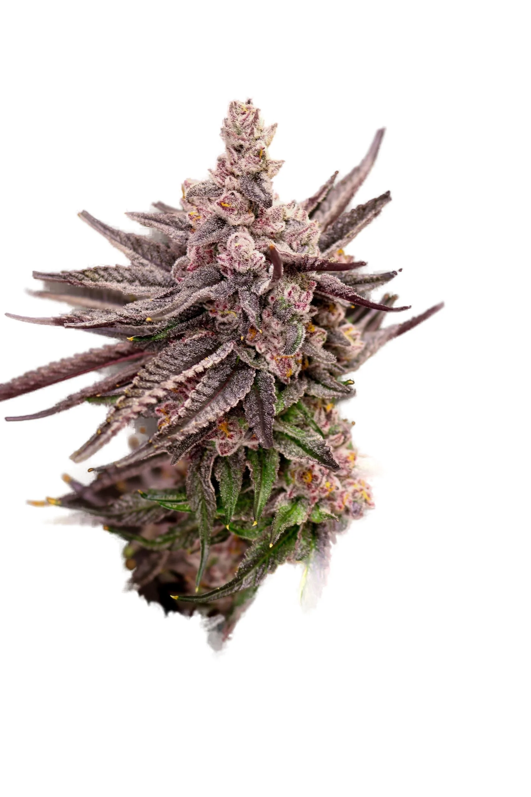 Depth Charge #4 cannabis clone