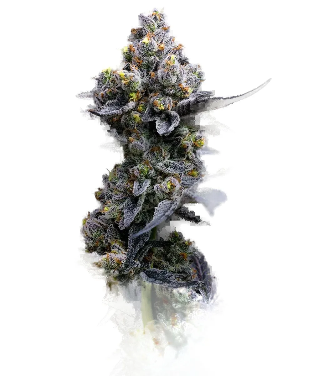 Clone vs. Seed: What's Right for Your Setup?