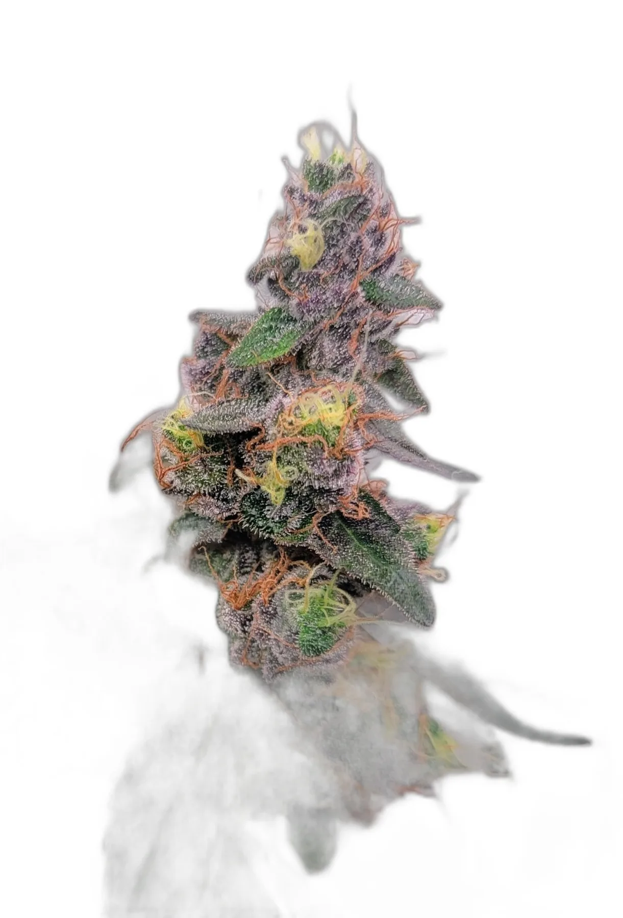 Flo cannabis clone
