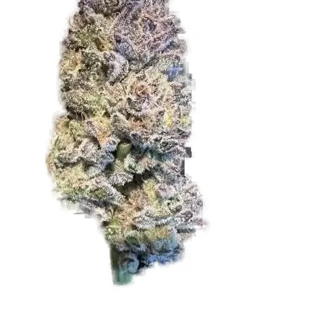 Gelato 33 #1 cannabis clone
