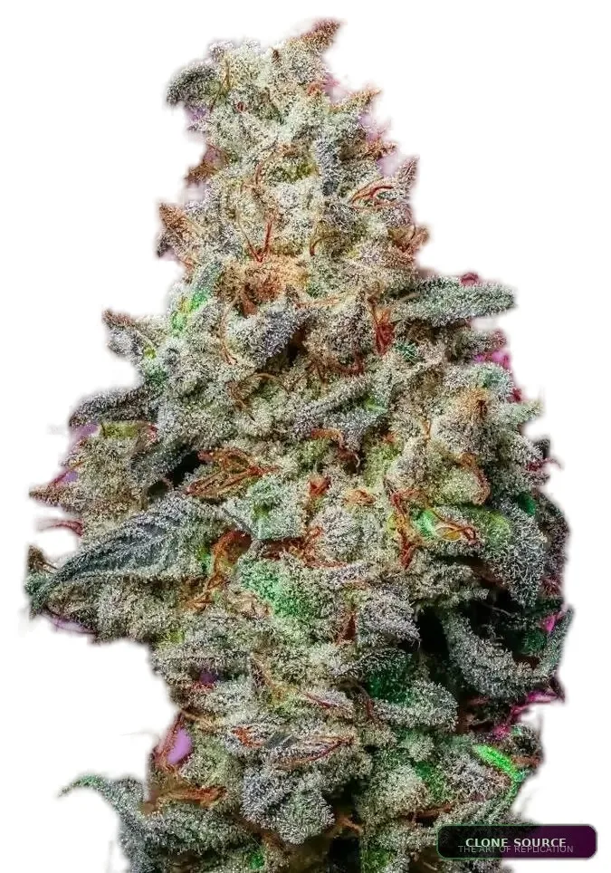 Grape Jubilee S1 cannabis clone