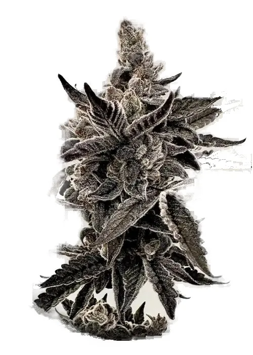 Heavy Hustle #8 cannabis clone