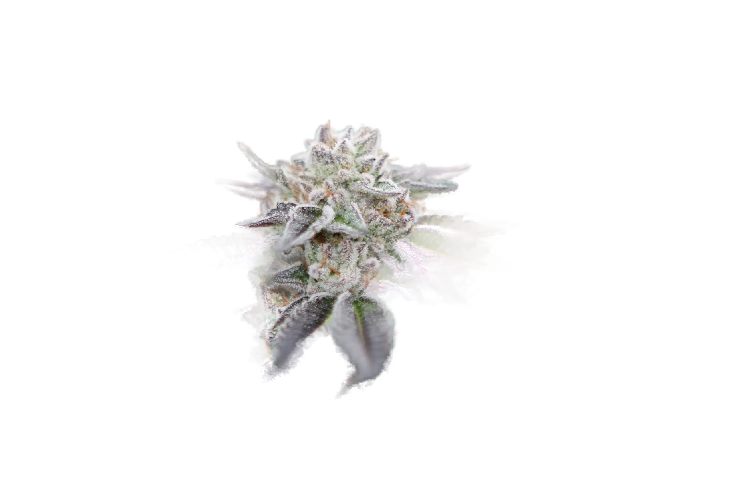 Illemonati cannabis clone