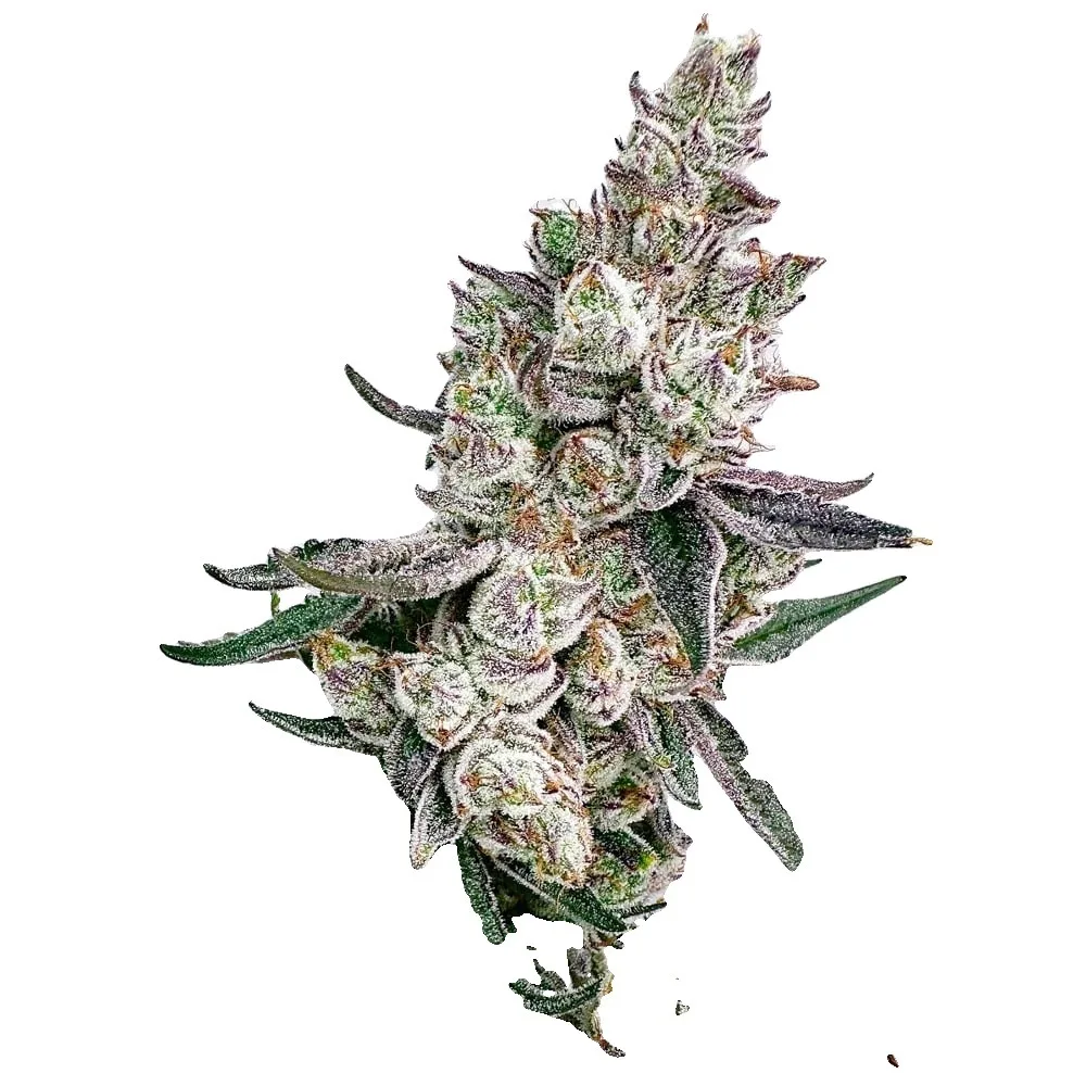 Kacklesnatch #3 cannabis clone