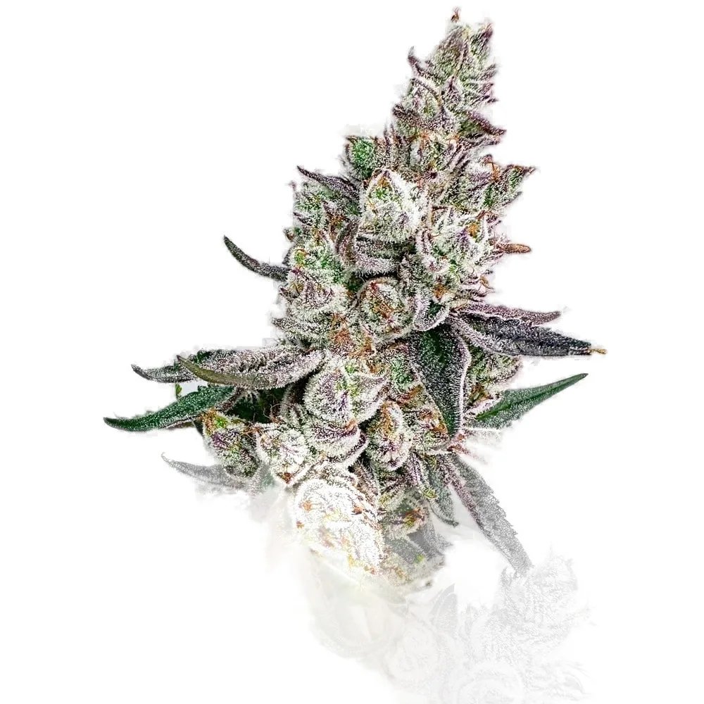 Kacklesnatch #4 cannabis clone
