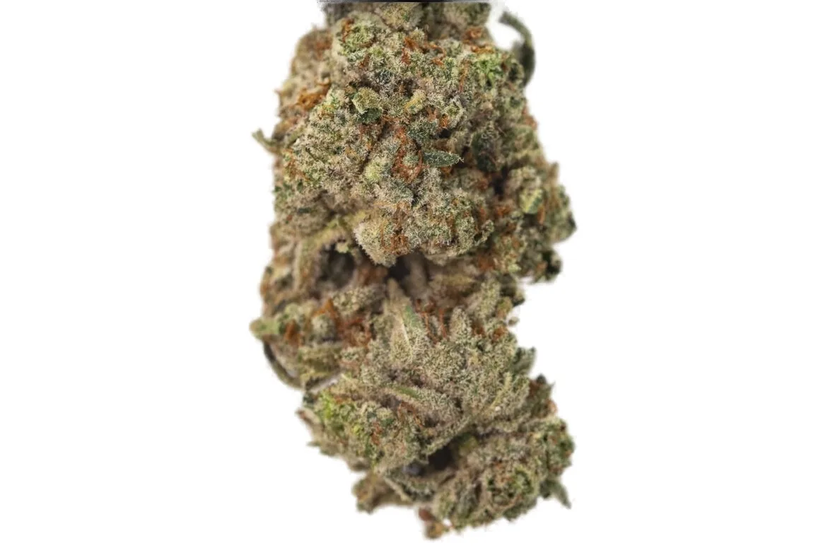 Lazer Fuel cannabis clone