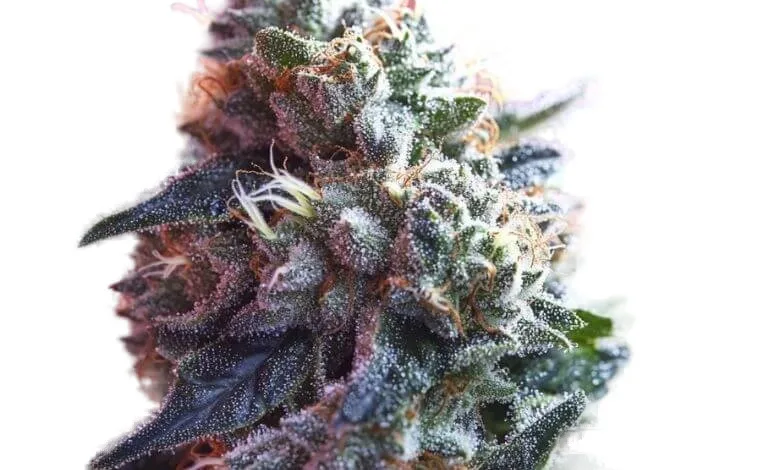Watermelon Laterz cannabis clone
